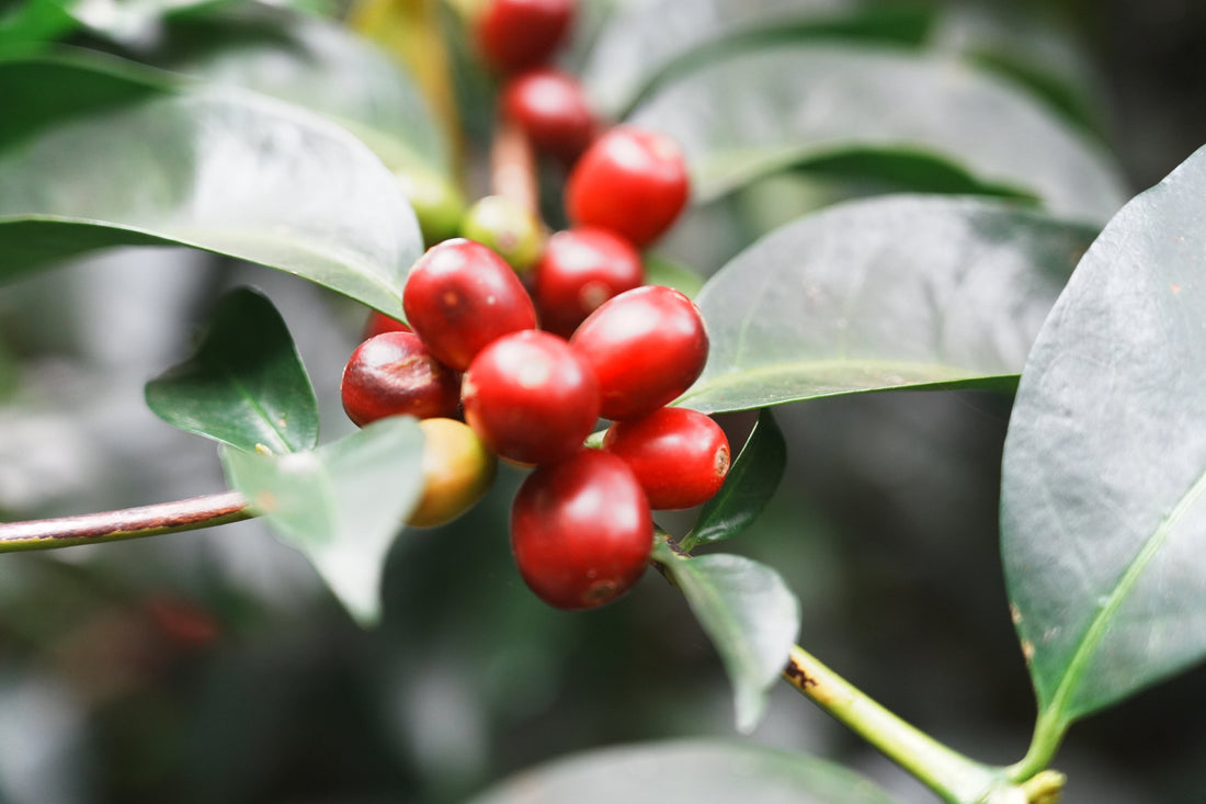 3日間限定!オンラインショップ限定コーヒー豆「ロス・グランデス アナエロビック / コスタリカ」販売中