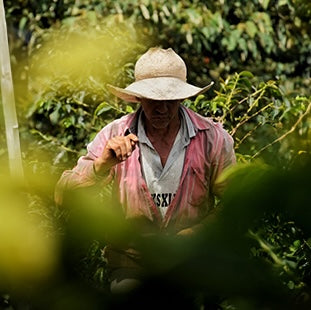 Granja Paraiso 92 Ombligon Inoculated / COLOMBIA