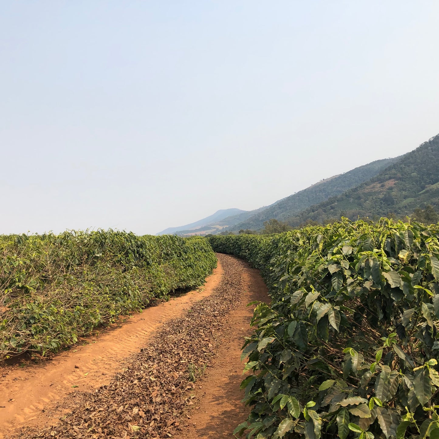 カルモ・エステート・ボーレム ナチュラル / ブラジル