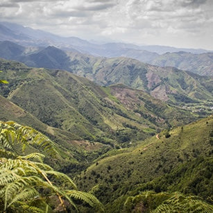 グランハ・パライソ92 オレンジブルボン イノキュレイテッド / コロンビア