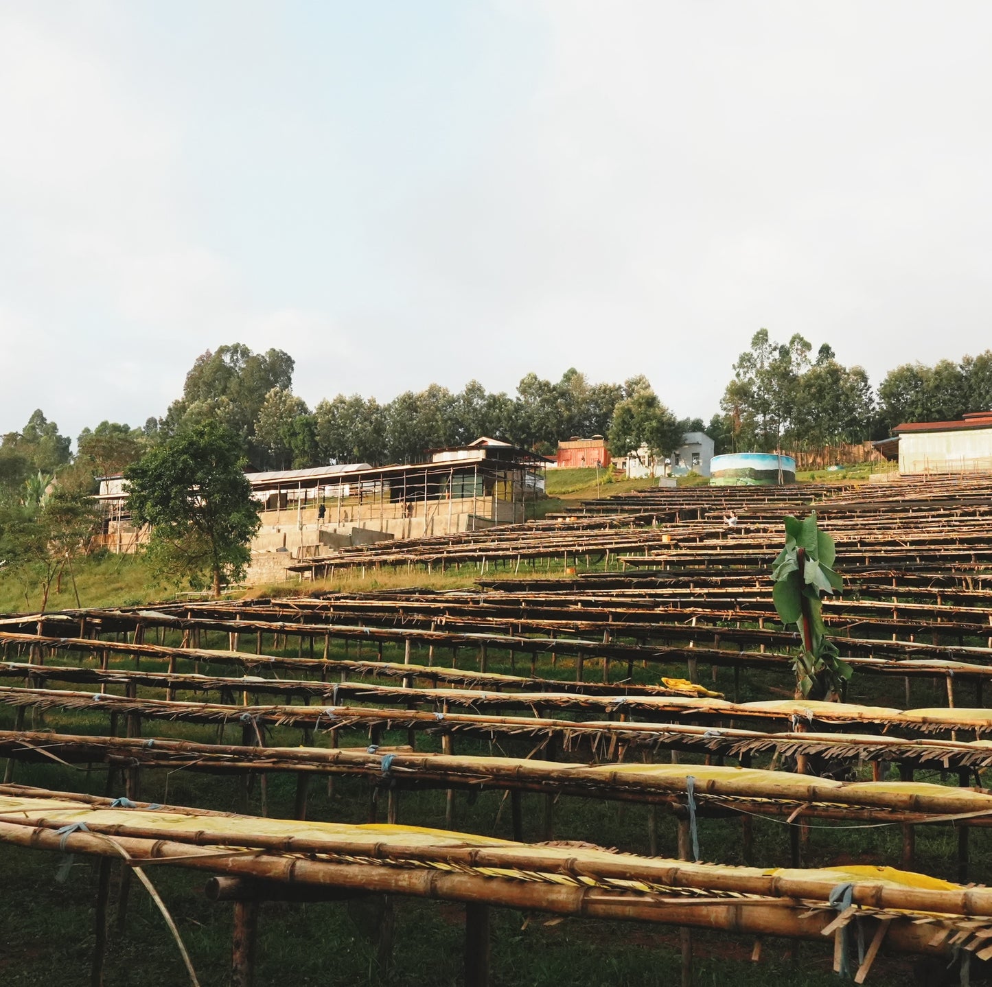 アーデント ゲデブ カーボニックマセレーション / エチオピア