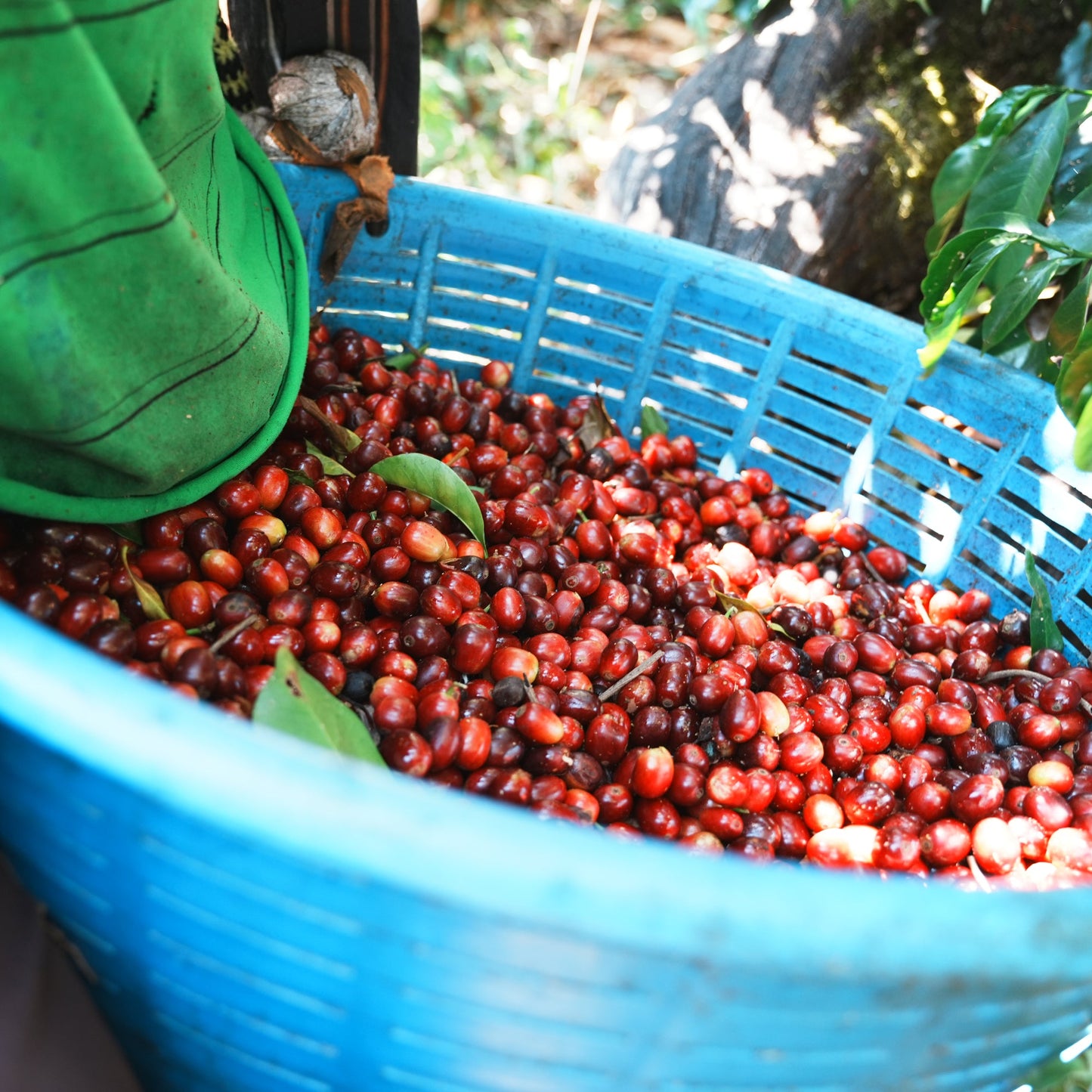 驢子莊園 藝伎 ADS DRD 日曬 / 巴拿馬