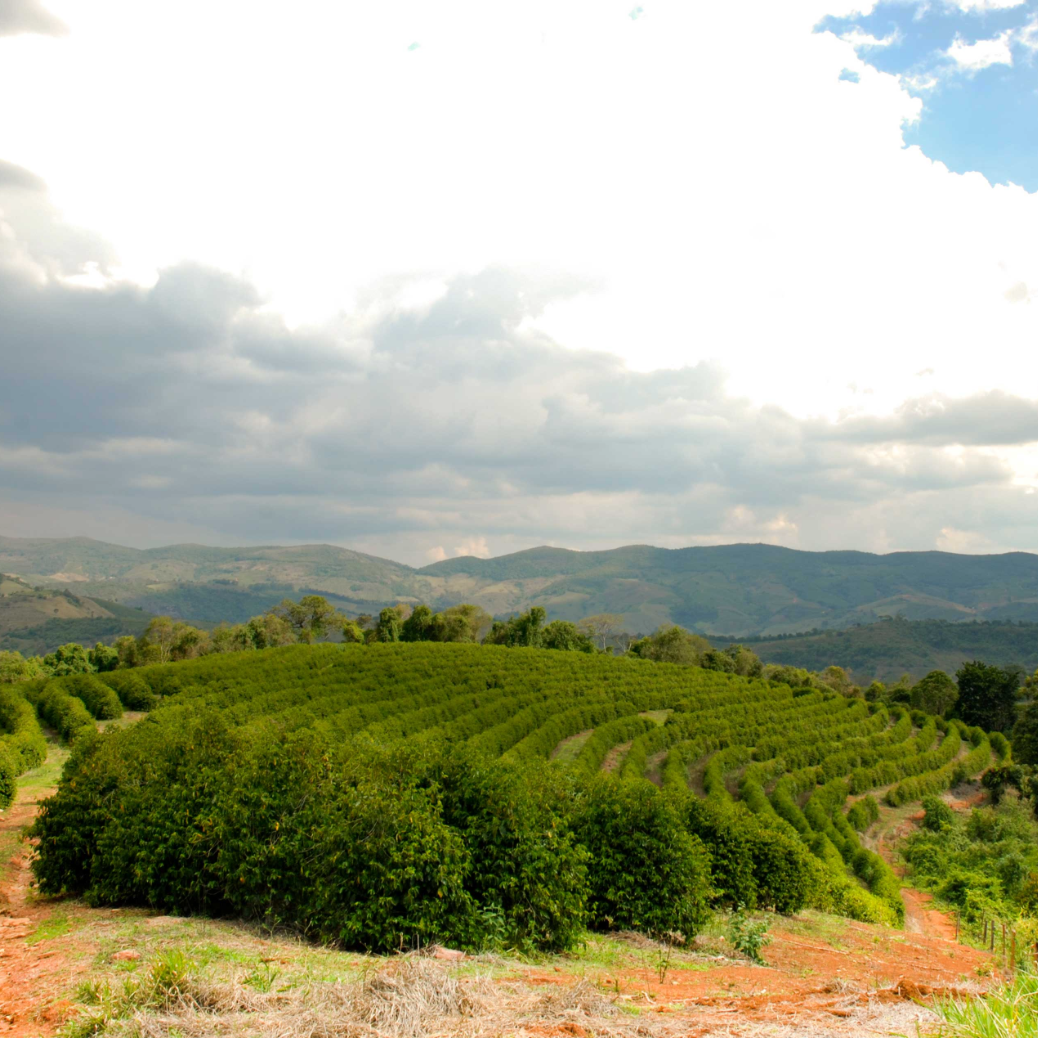 カルモ・エステート・ボーレム ナチュラル / ブラジル