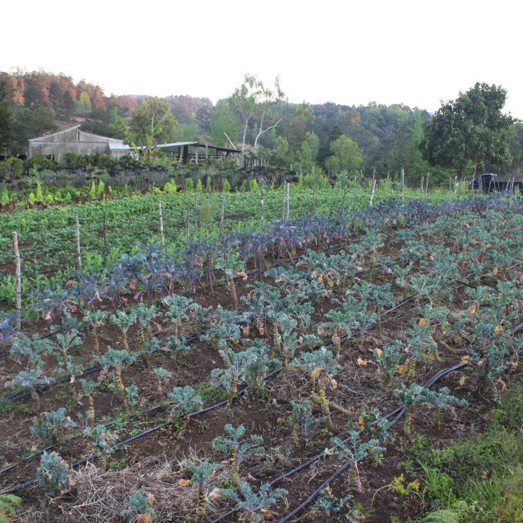 Entre Caminos Natural / Honduras
