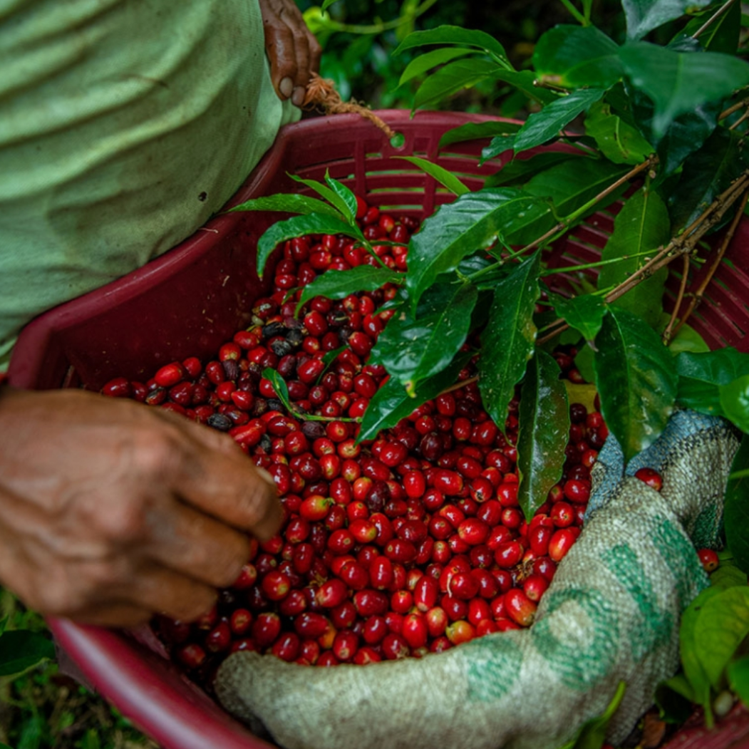 エスメラルダ ゲイシャ マリオ・アリバ FB ウォッシュト / パナマ