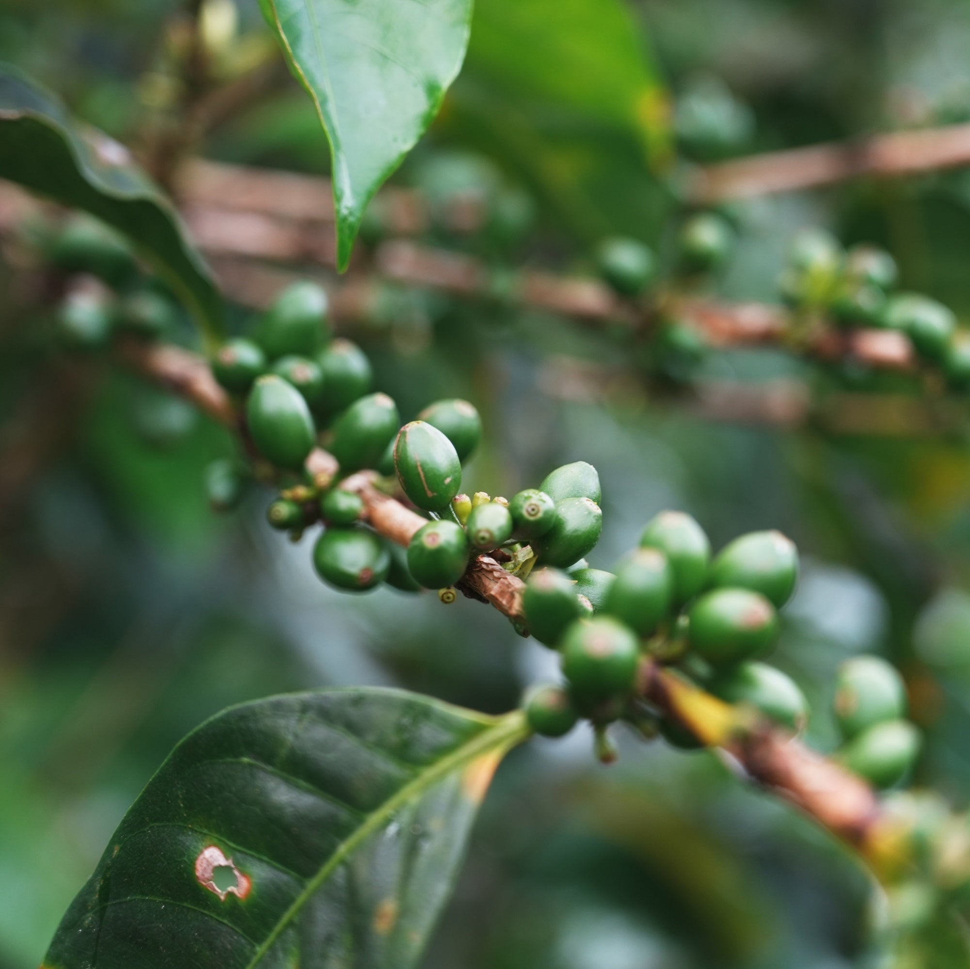 【週末sale】テオブロマ カフェドゲイシャ & モンブランオレ エル・ブーロ ゲイシャ ADS DRD ナチュラル / パナマ | コーヒー豆