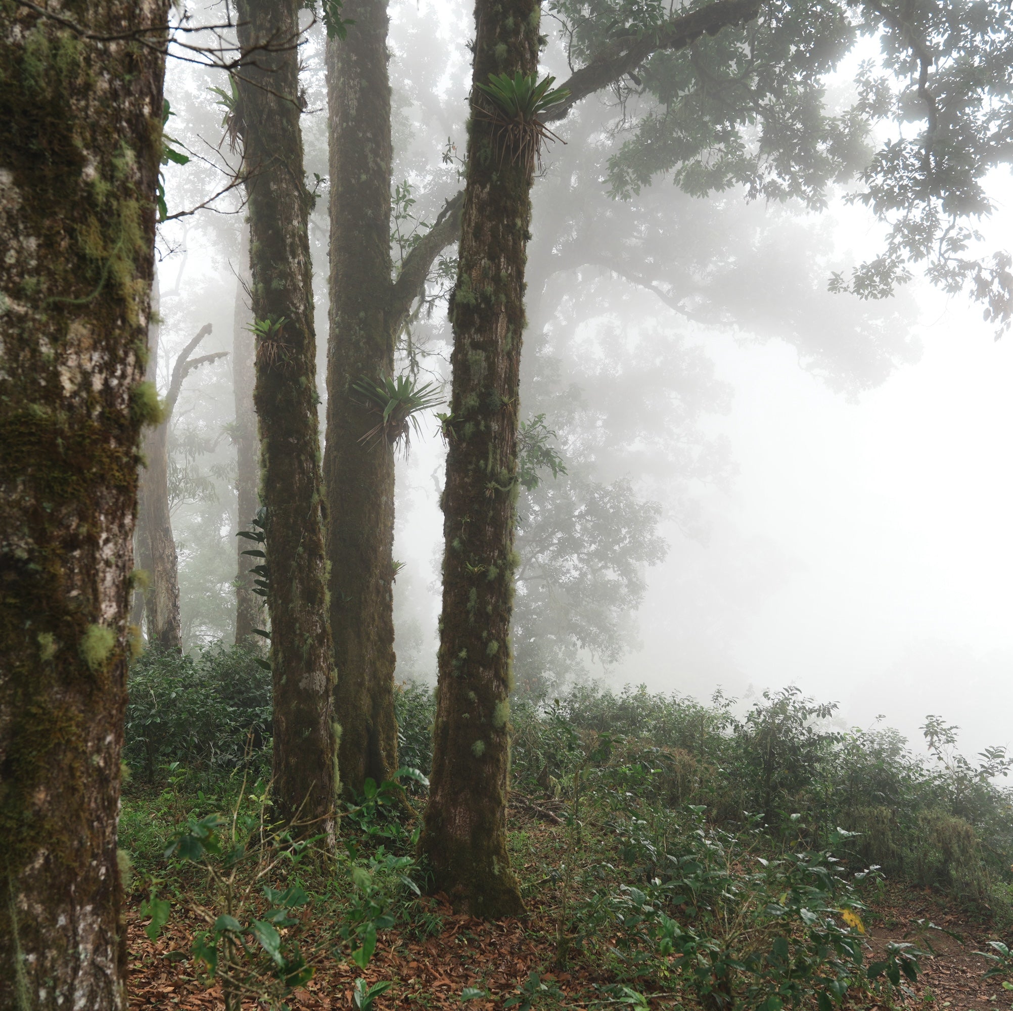 【週末sale】テオブロマ カフェドゲイシャ & モンブランオレ エル・ブーロ ゲイシャ ADS DRD ナチュラル / パナマ | コーヒー豆