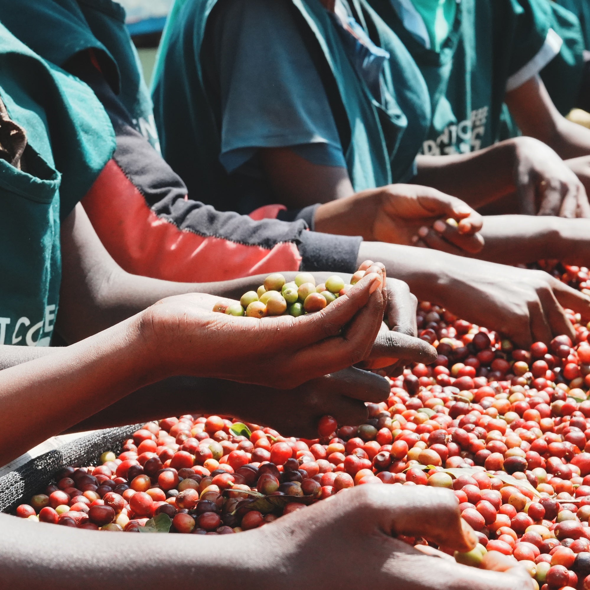 アーデント ゲデブ カーボニックマセレーション / エチオピア