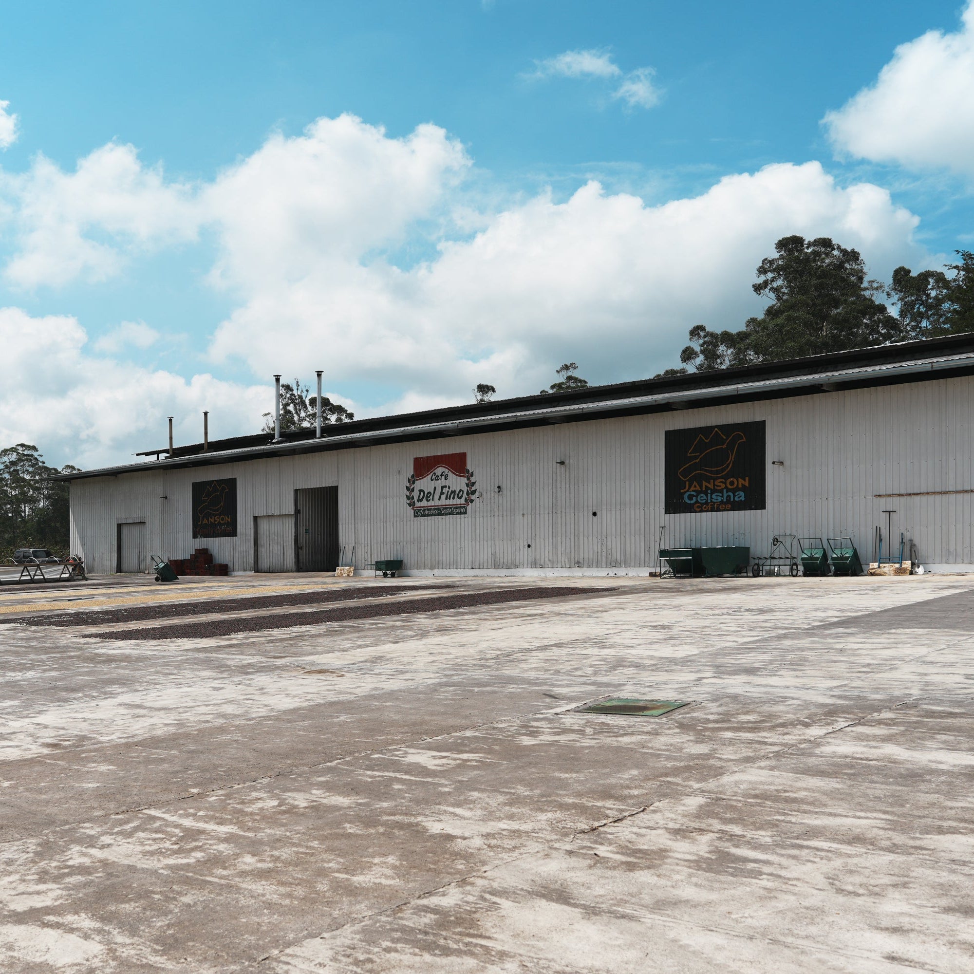 ジャンソン ロス・アルプス ゲイシャ ロット 417 ウォッシュト