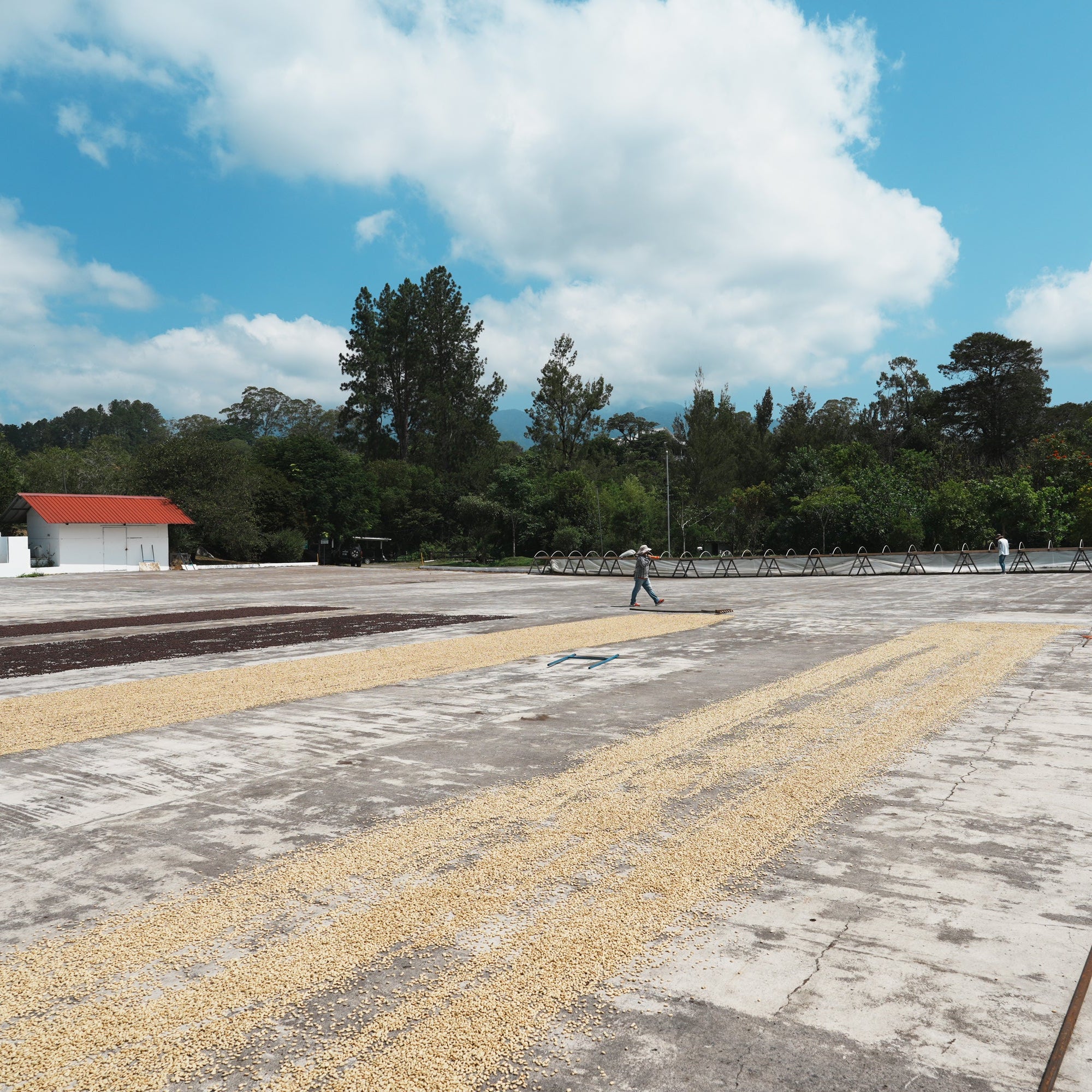 Janson Los Alpes Geisha Lot 417 Washed / Panama | Coffee Beans