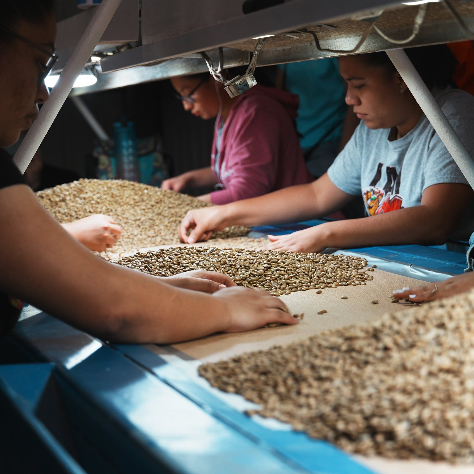 Janson Los Alpes Geisha Lot 417 Washed / Panama | Coffee Beans