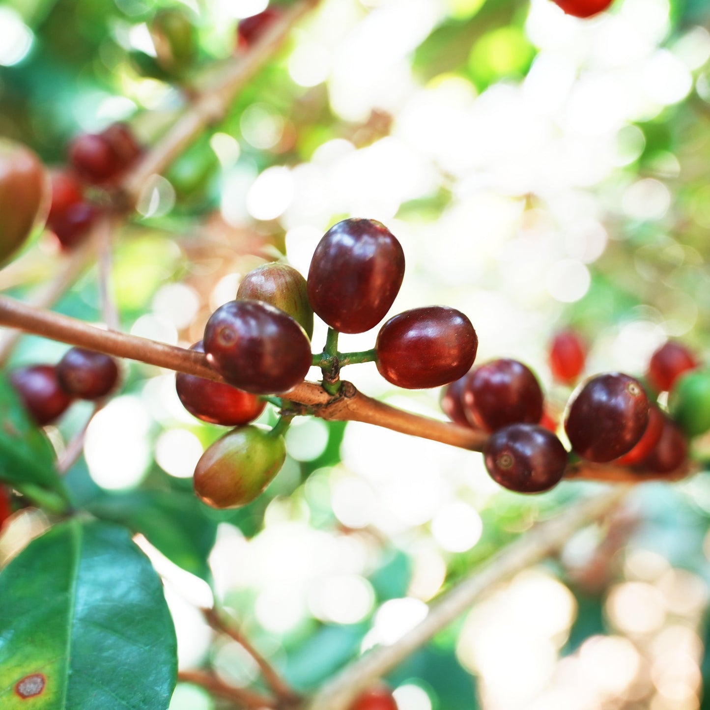 ラホネス ゲイシャ エンポリオ Lot 22A ナチュラル / パナマ