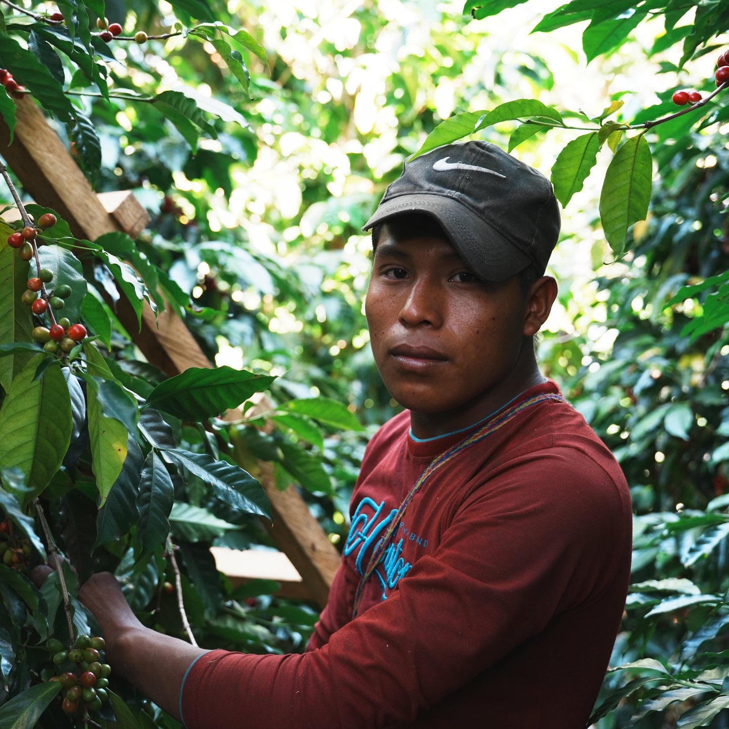 ラホネス ゲイシャ エンポリオ Lot 22A ナチュラル / パナマ