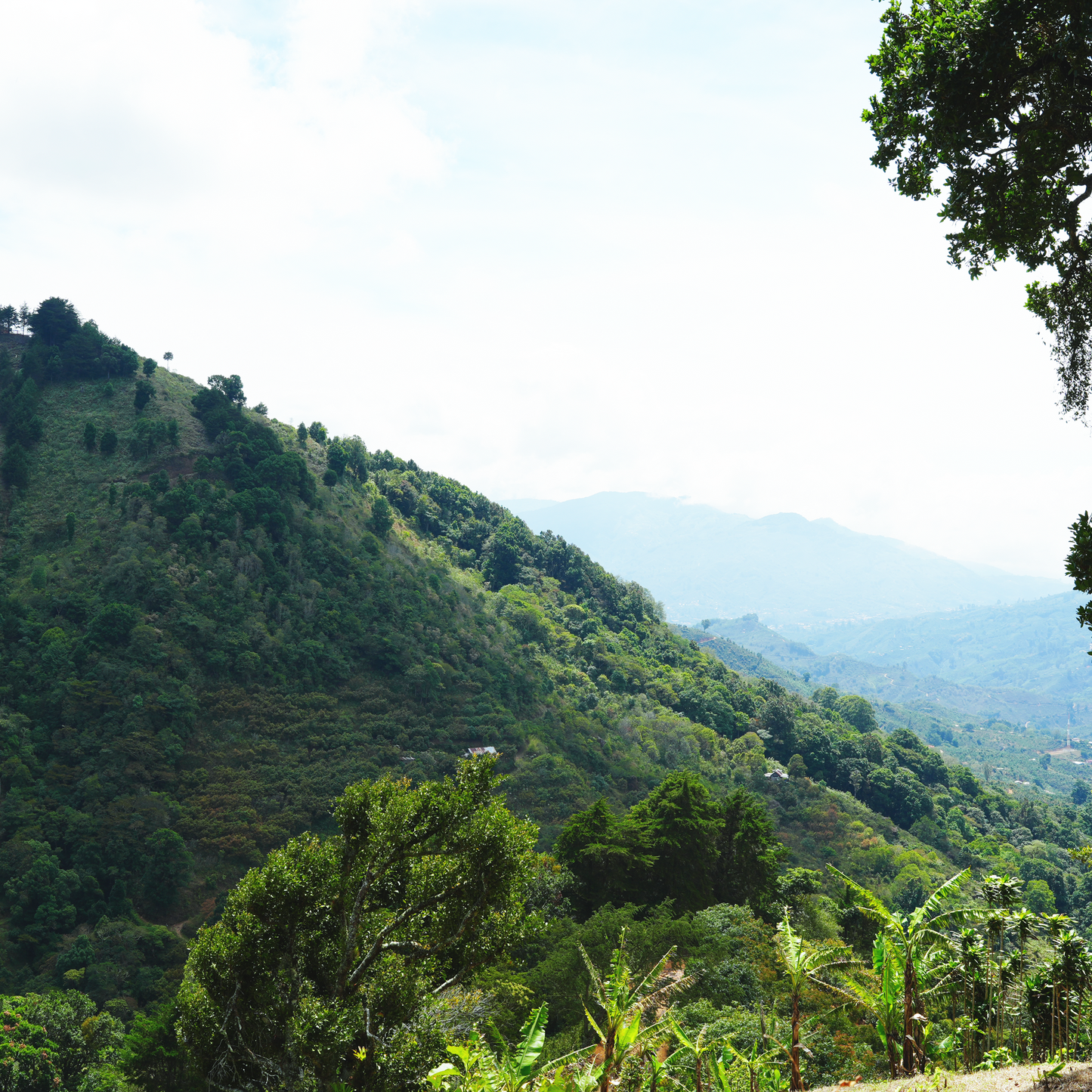 ブルマス ゲイシャ アップル アナエロビック / コスタリカ