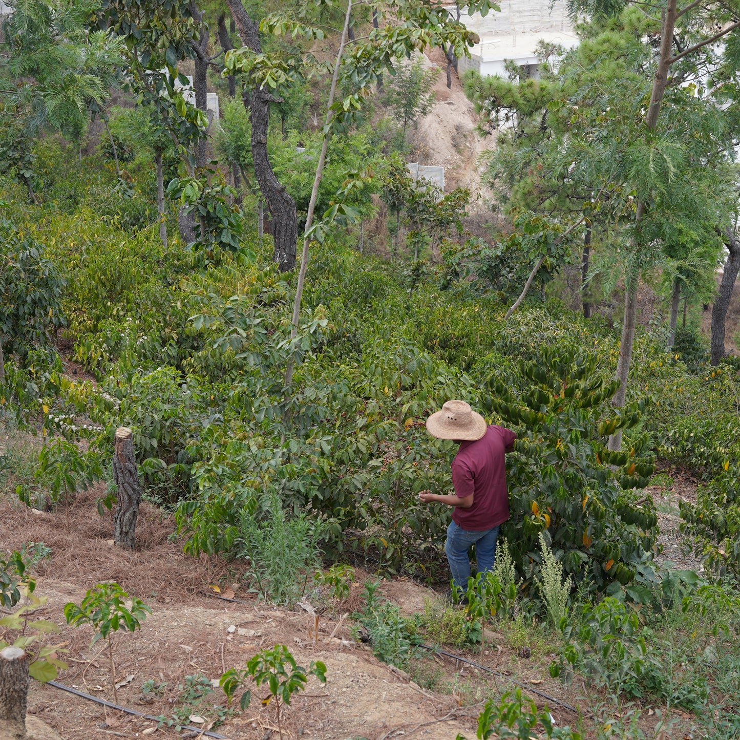 コーヒーバッグ アグアカトネス クラシック ナチュラル / グアテマラ