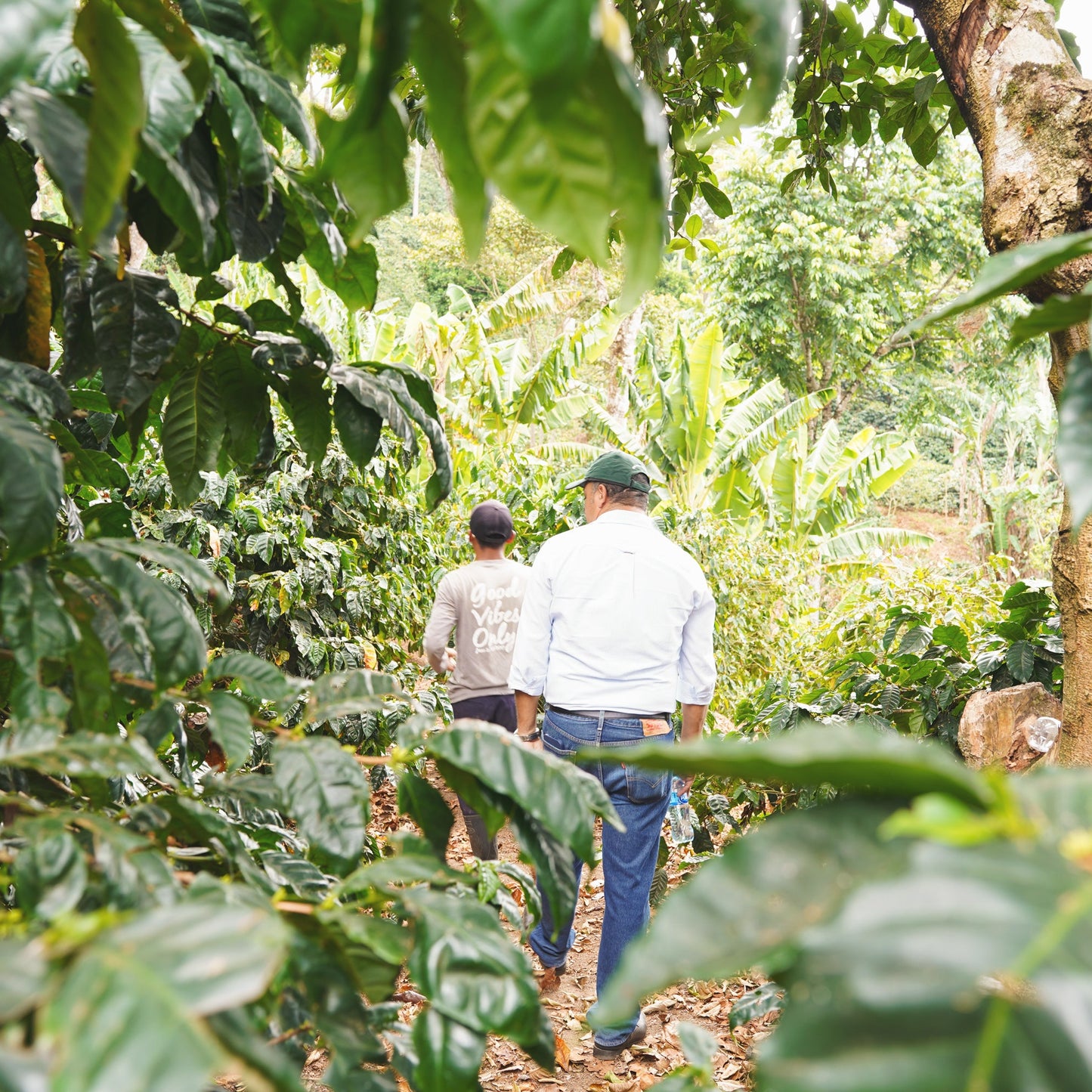 蒙特利瓦諾 水洗 / 尼加拉瓜
