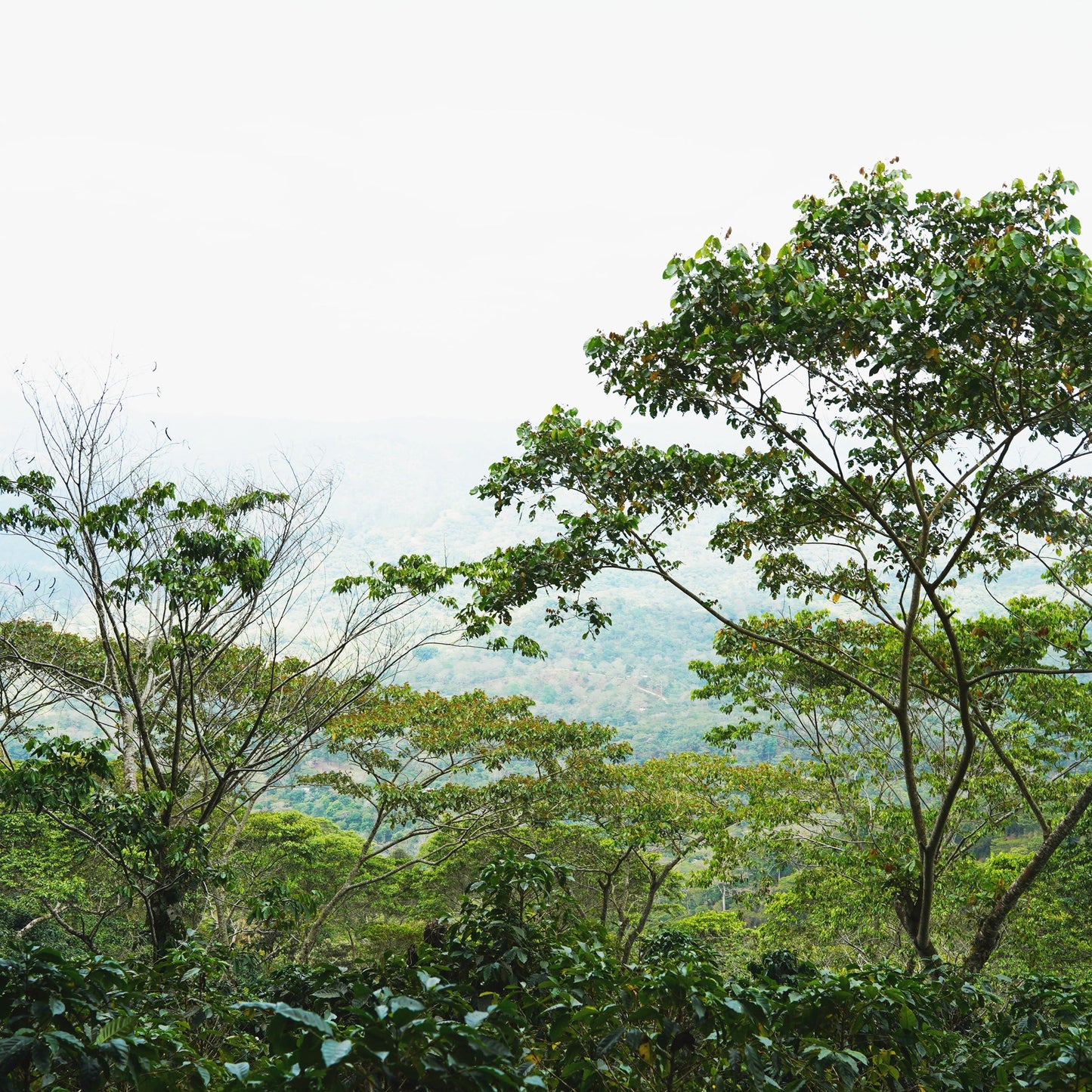 蒙特利瓦諾 水洗 / 尼加拉瓜