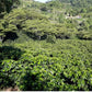 Lobre Pacas Honey / Honduras