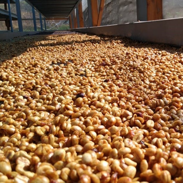 ロス・ススピロス ウォッシュト / グアテマラ