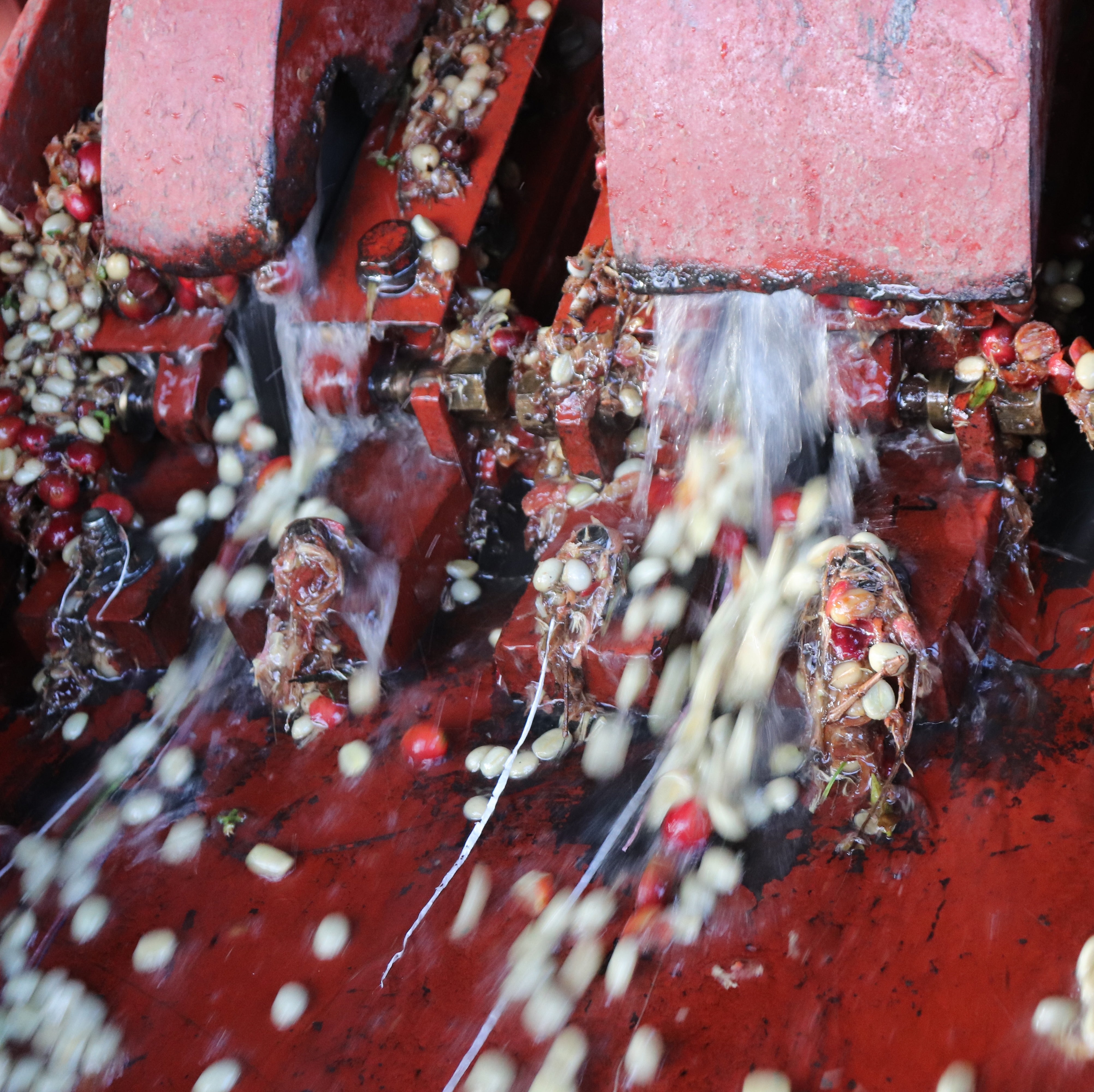 ガチャタ ウォッシュト / ケニア | コーヒー豆 | REC COFFEE