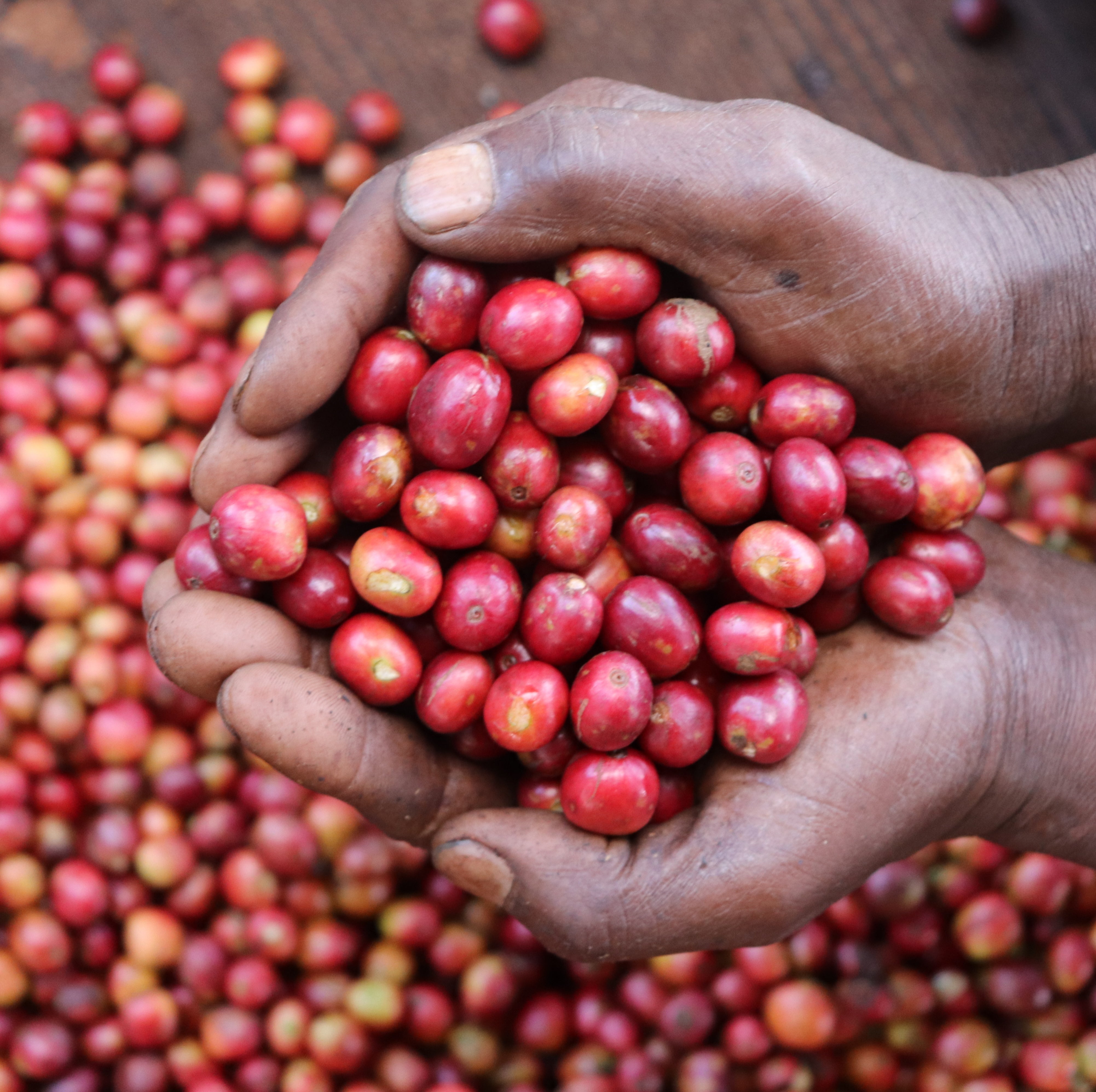 【ハルカゼ】コーヒー生豆2種類セット！　※送料無料 ハルカゼ】コーヒー生豆2種類セット！ ※送料無料 コーヒー豆(or粉）2種