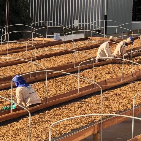 ファゼンダ・ガシャンブー ナチュラル / ブラジル